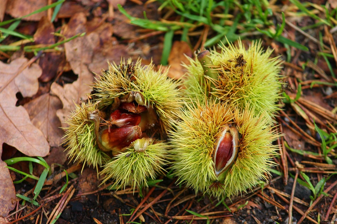 castagne